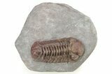 Interesting, Red Austerops Trilobite - Zireg, Morocco #273407-3